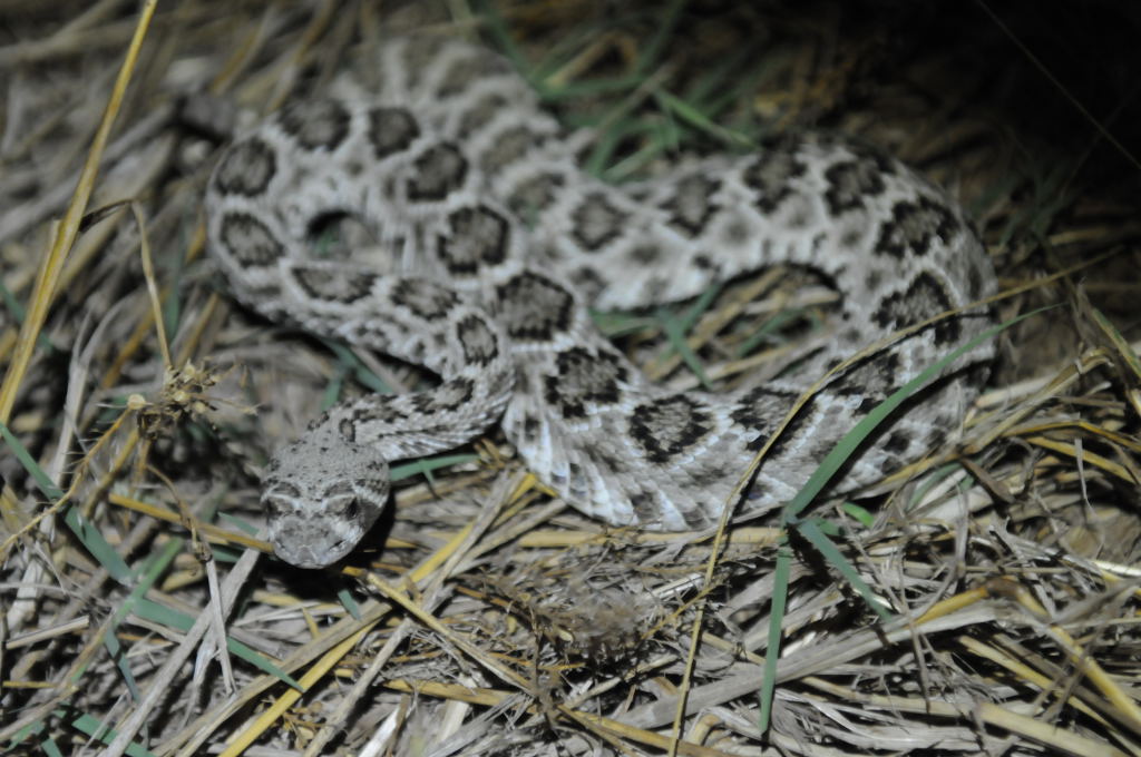Western Diamondback Rattlesnake, Crotalus atrox, Williamson County, Texas