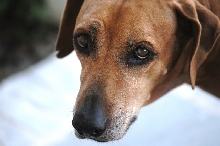 This is my rescue Rhodesian Ridgeback Gus 06/24/10