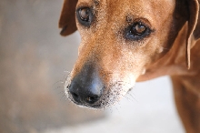 This is my rescue Rhodesian Ridgeback Gus 06/24/10