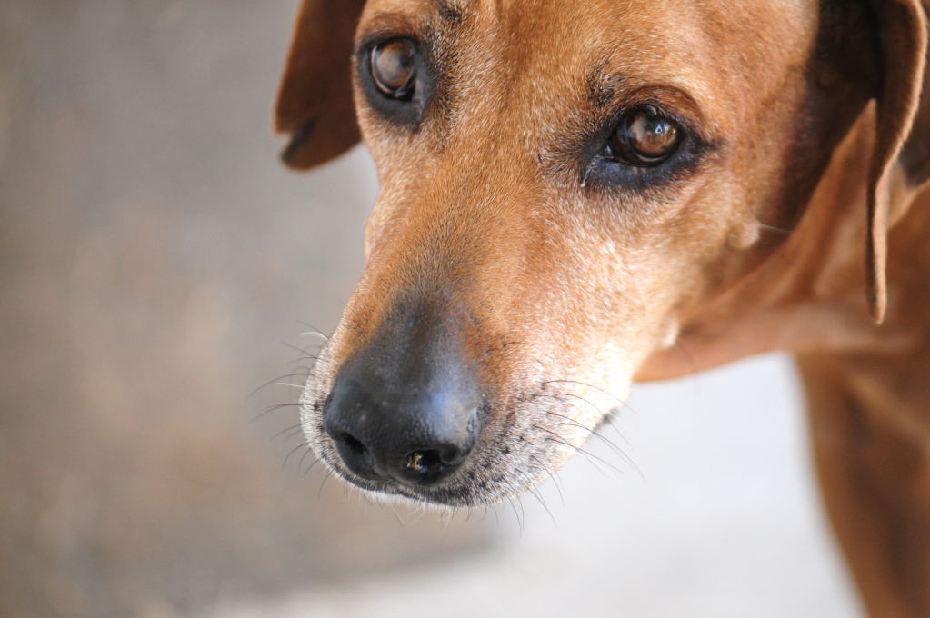 This is my rescue Rhodesian Ridgeback Gus 06/24/10