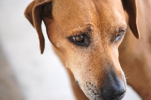 This is my rescue Rhodesian Ridgeback Gus 06/24/10