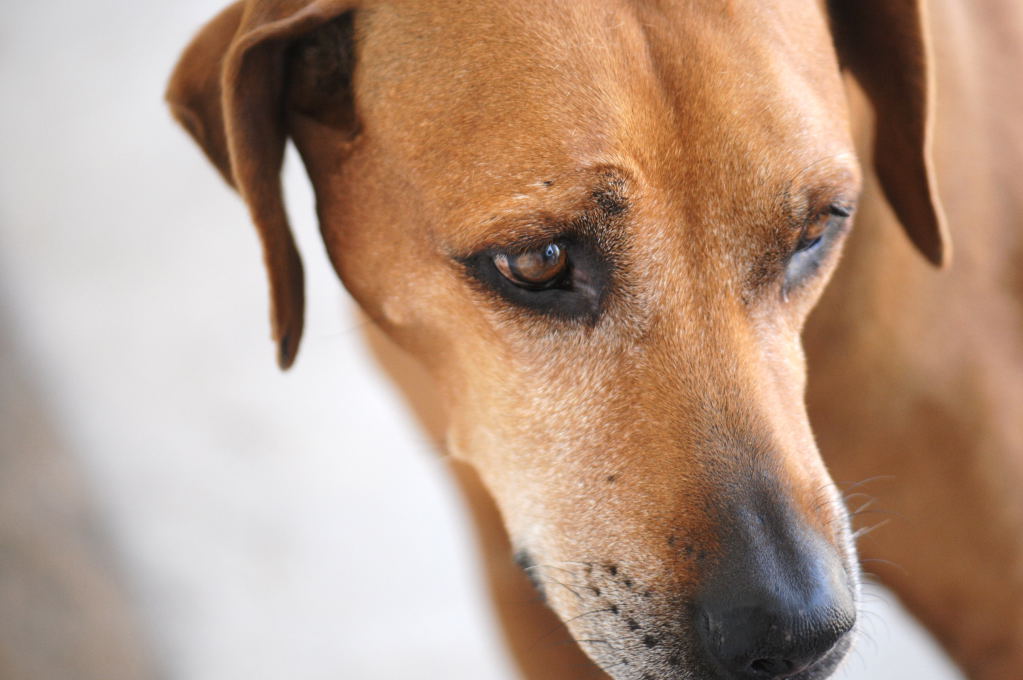 This is my rescue Rhodesian Ridgeback Gus 06/24/10