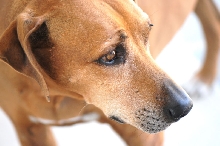 This is my rescue Rhodesian Ridgeback Gus 06/24/10