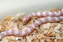 Albino California Kingsnake