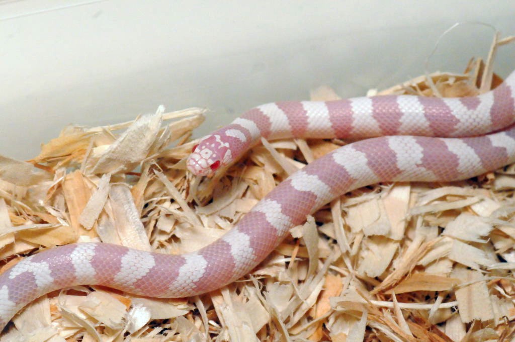 Albino California Kingsnake