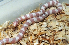 Albino California Kingsnake