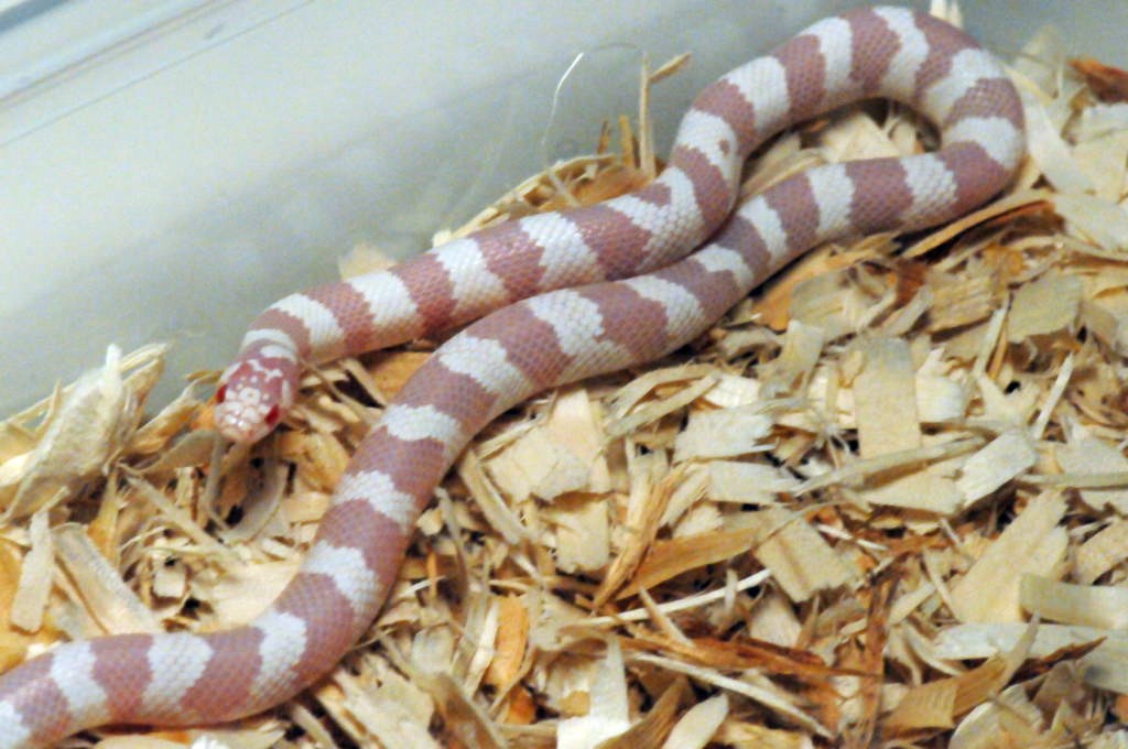 Albino California Kingsnake