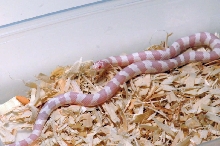 Albino California Kingsnake