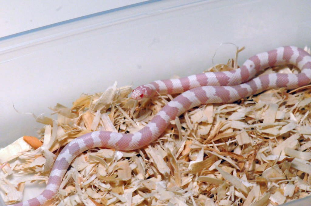 Albino California Kingsnake