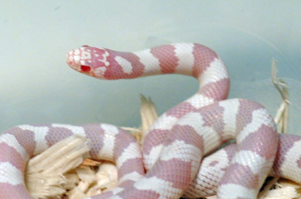 Albino California Kingsnake