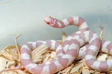 Albino California Kingsnake