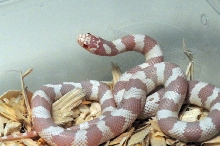 Albino California Kingsnake