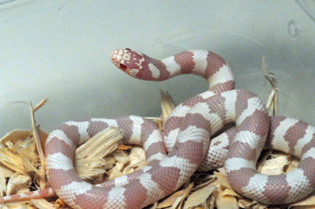 Albino California Kingsnake