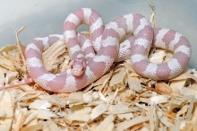 Albino California Kingsnake