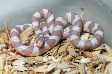 Albino California Kingsnake