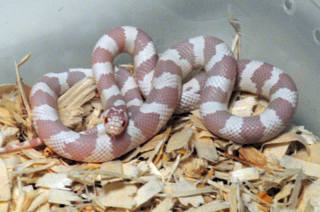 Albino California Kingsnake