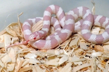 Albino California Kingsnake