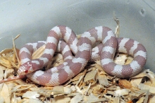 Albino California Kingsnake
