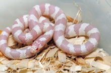 Albino California Kingsnake