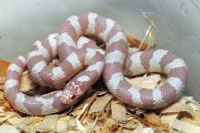Albino California Kingsnake
