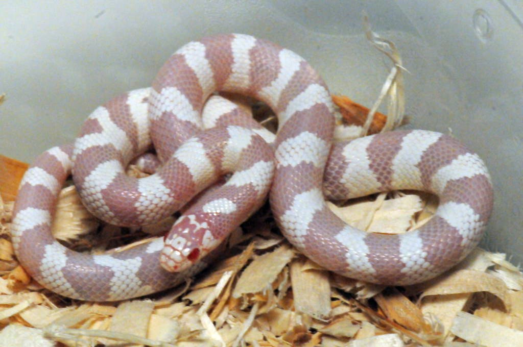 Albino California Kingsnake