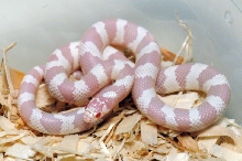 Albino California Kingsnake