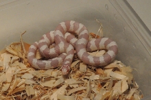 Albino California Kingsnake