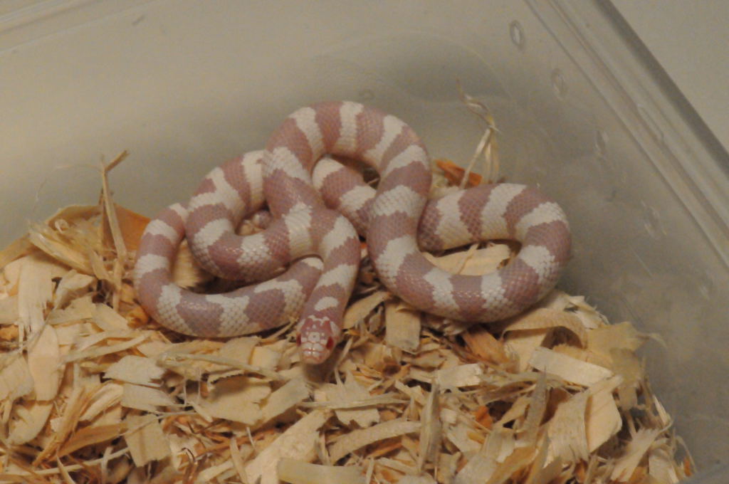 Albino California Kingsnake