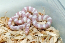 Albino California Kingsnake