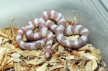 Albino California Kingsnake