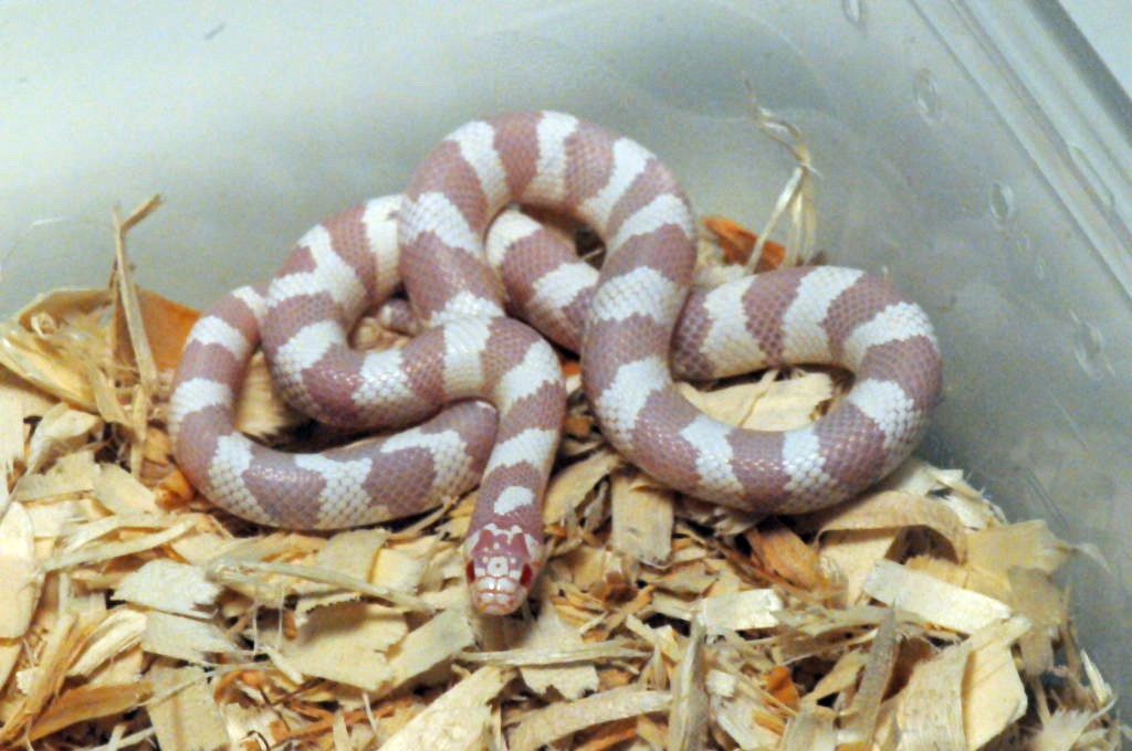 Albino California Kingsnake