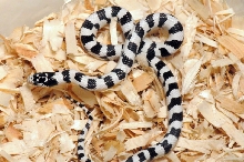 50/50 California Kingsnake