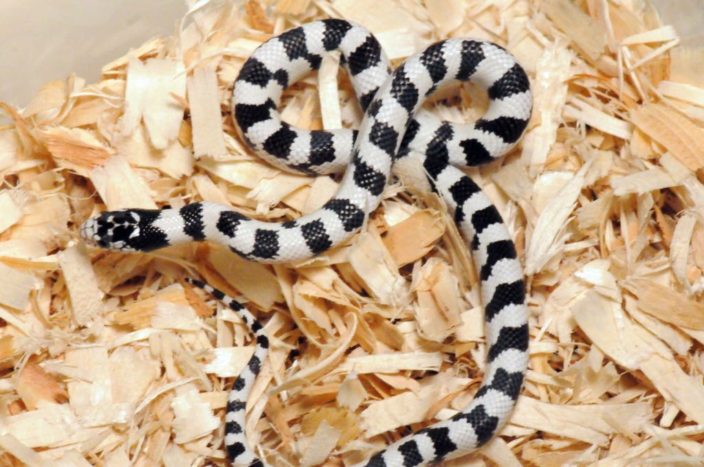 50/50 California Kingsnake