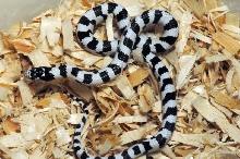50/50 California Kingsnake