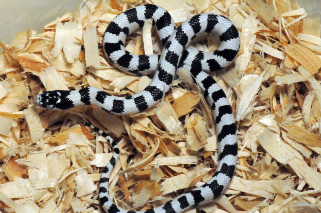 50/50 California Kingsnake