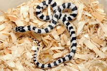 50/50 California Kingsnake