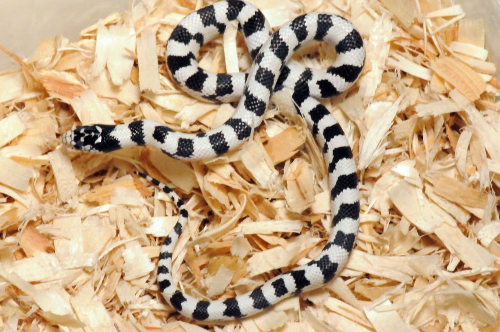 50/50 California Kingsnake