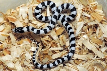 50/50 California Kingsnake