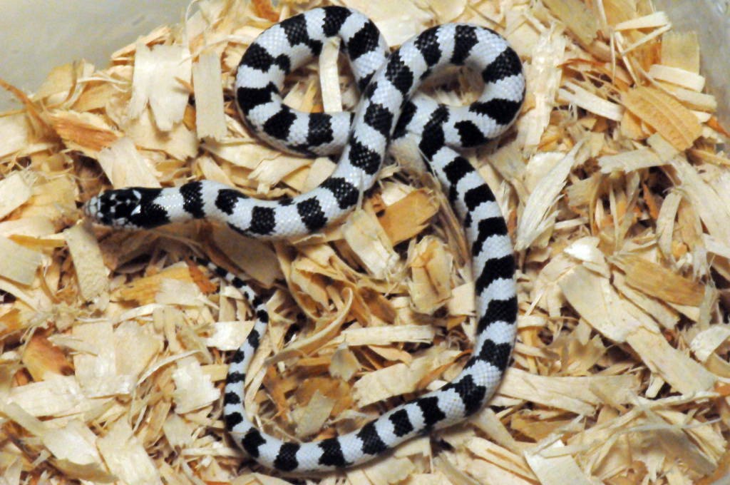 50/50 California Kingsnake