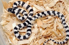 50/50 California Kingsnake