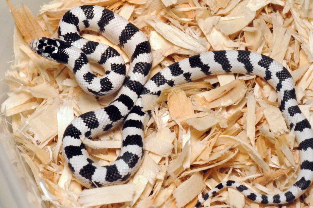 50/50 California Kingsnake