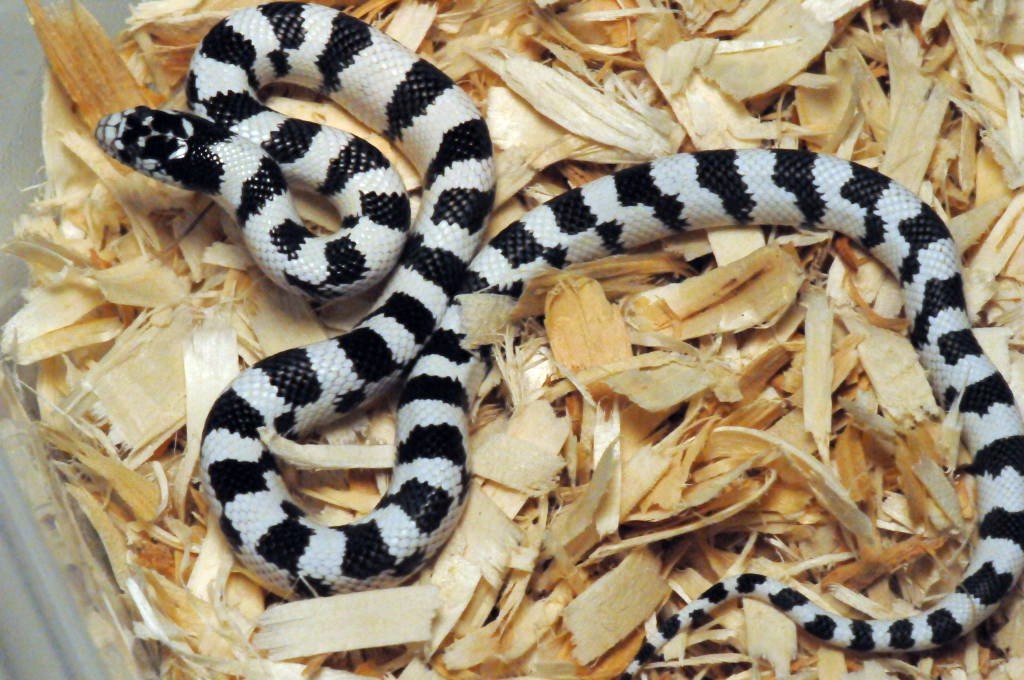 50/50 California Kingsnake