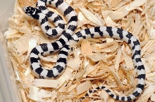 50/50 California Kingsnake