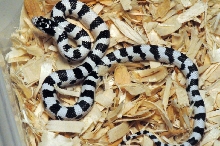 50/50 California Kingsnake