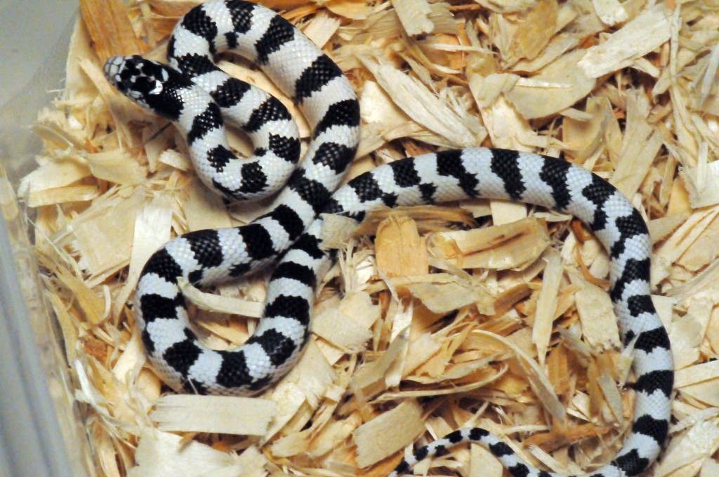 50/50 California Kingsnake