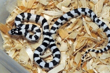 50/50 California Kingsnake