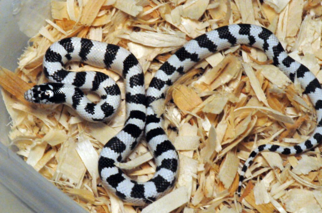 50/50 California Kingsnake