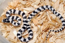 50/50 California Kingsnake