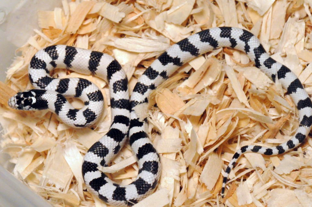 50/50 California Kingsnake
