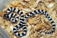50/50 California Kingsnake
